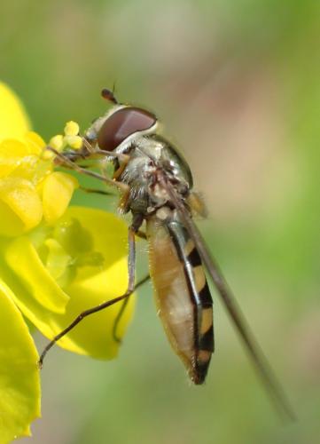 Réf. 230 879 : Meliscaeva auricollis